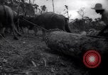 Image of lumbering operations Devil's Island French Guiana, 1939, second 57 stock footage video 65675030233