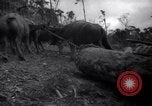Image of lumbering operations Devil's Island French Guiana, 1939, second 58 stock footage video 65675030233
