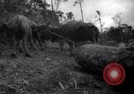 Image of lumbering operations Devil's Island French Guiana, 1939, second 59 stock footage video 65675030233