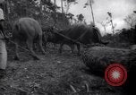 Image of lumbering operations Devil's Island French Guiana, 1939, second 60 stock footage video 65675030233