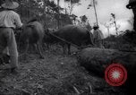 Image of lumbering operations Devil's Island French Guiana, 1939, second 61 stock footage video 65675030233