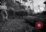 Image of lumbering operations Devil's Island French Guiana, 1939, second 62 stock footage video 65675030233