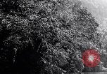 Standbild dichten Dschungel Devil's Island Guyana, 1939, aus Sekunde 4 historischem Filmmaterial Videoclip 65675030245