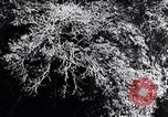 Standbild dichten Dschungel Devil's Island Guyana, 1939, aus Sekunde 9 historischem Filmmaterial Videoclip 65675030245