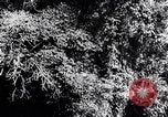 Standbild dichten Dschungel Devil's Island Guyana, 1939, aus Sekunde 11 historischem Filmmaterial Videoclip 65675030245