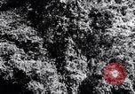Standbild dichten Dschungel Devil's Island Guyana, 1939, aus Sekunde 13 historischem Filmmaterial Videoclip 65675030245