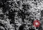 Standbild dichten Dschungel Devil's Island Guyana, 1939, aus Sekunde 15 historischem Filmmaterial Videoclip 65675030245