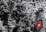 Standbild dichten Dschungel Devil's Island Guyana, 1939, aus Sekunde 17 historischem Filmmaterial Videoclip 65675030245