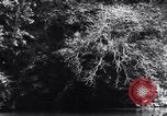 Standbild dichten Dschungel Devil's Island Guyana, 1939, aus Sekunde 29 historischem Filmmaterial Videoclip 65675030245
