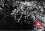 Standbild dichten Dschungel Devil's Island Guyana, 1939, aus Sekunde 30 historischem Filmmaterial Videoclip 65675030245