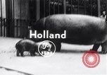 Image d'hippopotame Amsterdam Pays-Bas, 1954, de la seconde 1 séquences d'archives historiques vidéo 65675030296