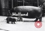 Image d'hippopotame Amsterdam Pays-Bas, 1954, de la seconde 3 séquences d'archives historiques vidéo 65675030296