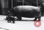 Image d'hippopotame Amsterdam Pays-Bas, 1954, de la seconde 4 séquences d'archives historiques vidéo 65675030296