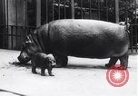 Image d'hippopotame Amsterdam Pays-Bas, 1954, de la seconde 5 séquences d'archives historiques vidéo 65675030296