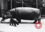 Image d'hippopotame Amsterdam Pays-Bas, 1954, de la seconde 6 séquences d'archives historiques vidéo 65675030296