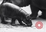 Image d'hippopotame Amsterdam Pays-Bas, 1954, de la seconde 7 séquences d'archives historiques vidéo 65675030296
