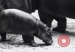 Image d'hippopotame Amsterdam Pays-Bas, 1954, de la seconde 8 séquences d'archives historiques vidéo 65675030296