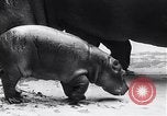 Image d'hippopotame Amsterdam Pays-Bas, 1954, de la seconde 9 séquences d'archives historiques vidéo 65675030296