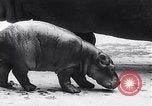 Image d'hippopotame Amsterdam Pays-Bas, 1954, de la seconde 10 séquences d'archives historiques vidéo 65675030296
