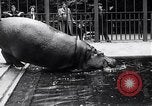 Image d'hippopotame Amsterdam Pays-Bas, 1954, de la seconde 13 séquences d'archives historiques vidéo 65675030296