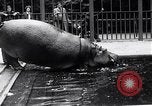 Image d'hippopotame Amsterdam Pays-Bas, 1954, de la seconde 14 séquences d'archives historiques vidéo 65675030296