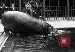 Image d'hippopotame Amsterdam Pays-Bas, 1954, de la seconde 15 séquences d'archives historiques vidéo 65675030296