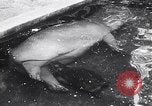 Image d'hippopotame Amsterdam Pays-Bas, 1954, de la seconde 28 séquences d'archives historiques vidéo 65675030296