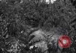 Image of Japanese-American soldiers Italy, 1944, second 44 stock footage video 65675030358