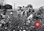 Standbild Baumwolle United States USA, 1928, aus Sekunde 17 historischem Filmmaterial Videoclip 65675030435