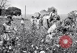 Standbild Baumwolle United States USA, 1928, aus Sekunde 18 historischem Filmmaterial Videoclip 65675030435