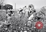 Standbild Baumwolle United States USA, 1928, aus Sekunde 19 historischem Filmmaterial Videoclip 65675030435
