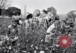 Standbild Baumwolle United States USA, 1928, aus Sekunde 20 historischem Filmmaterial Videoclip 65675030435