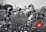 Standbild Baumwolle United States USA, 1928, aus Sekunde 21 historischem Filmmaterial Videoclip 65675030435