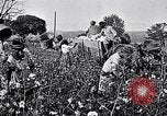 Standbild Baumwolle United States USA, 1928, aus Sekunde 22 historischem Filmmaterial Videoclip 65675030435