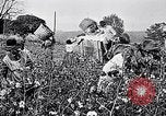 Standbild Baumwolle United States USA, 1928, aus Sekunde 23 historischem Filmmaterial Videoclip 65675030435
