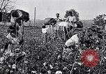 Standbild Baumwolle United States USA, 1928, aus Sekunde 24 historischem Filmmaterial Videoclip 65675030435