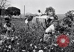 Standbild Baumwolle United States USA, 1928, aus Sekunde 25 historischem Filmmaterial Videoclip 65675030435