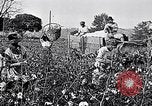 Standbild Baumwolle United States USA, 1928, aus Sekunde 26 historischem Filmmaterial Videoclip 65675030435