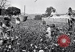 Standbild Baumwolle United States USA, 1928, aus Sekunde 27 historischem Filmmaterial Videoclip 65675030435