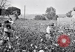 Standbild Baumwolle United States USA, 1928, aus Sekunde 28 historischem Filmmaterial Videoclip 65675030435