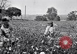 Standbild Baumwolle United States USA, 1928, aus Sekunde 29 historischem Filmmaterial Videoclip 65675030435