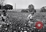 Standbild Baumwolle United States USA, 1928, aus Sekunde 30 historischem Filmmaterial Videoclip 65675030435