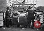 Standbild Baumwolle United States USA, 1928, aus Sekunde 58 historischem Filmmaterial Videoclip 65675030435