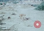 Image of bulldozer levels ground at Fire Base Myron Cambodia, 1970, second 18 stock footage video 65675030461