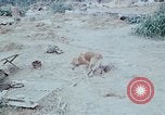 Image of bulldozer levels ground at Fire Base Myron Cambodia, 1970, second 19 stock footage video 65675030461