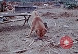 Image of bulldozer levels ground at Fire Base Myron Cambodia, 1970, second 24 stock footage video 65675030461