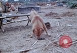 Image of bulldozer levels ground at Fire Base Myron Cambodia, 1970, second 26 stock footage video 65675030461
