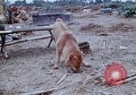 Image of bulldozer levels ground at Fire Base Myron Cambodia, 1970, second 27 stock footage video 65675030461