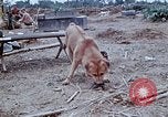 Image of bulldozer levels ground at Fire Base Myron Cambodia, 1970, second 28 stock footage video 65675030461