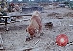 Image of bulldozer levels ground at Fire Base Myron Cambodia, 1970, second 29 stock footage video 65675030461